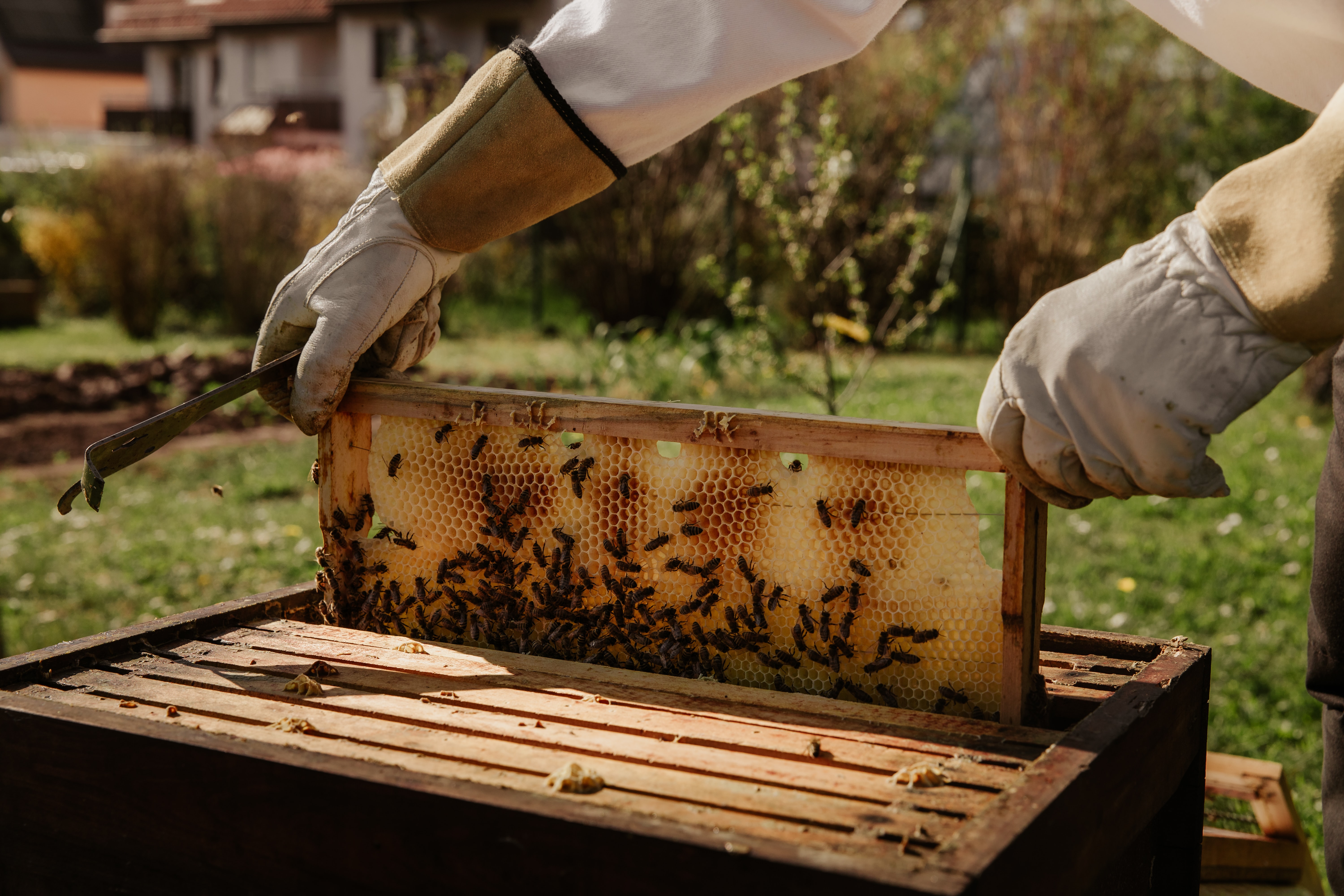 Méhekkel a klímaváltozás ellen - legyél te is méhész!