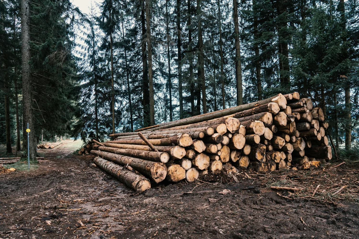 Rönk, választék, készletezés: alapfogalmak, amelyeket minden kezdőnek ismernie kell