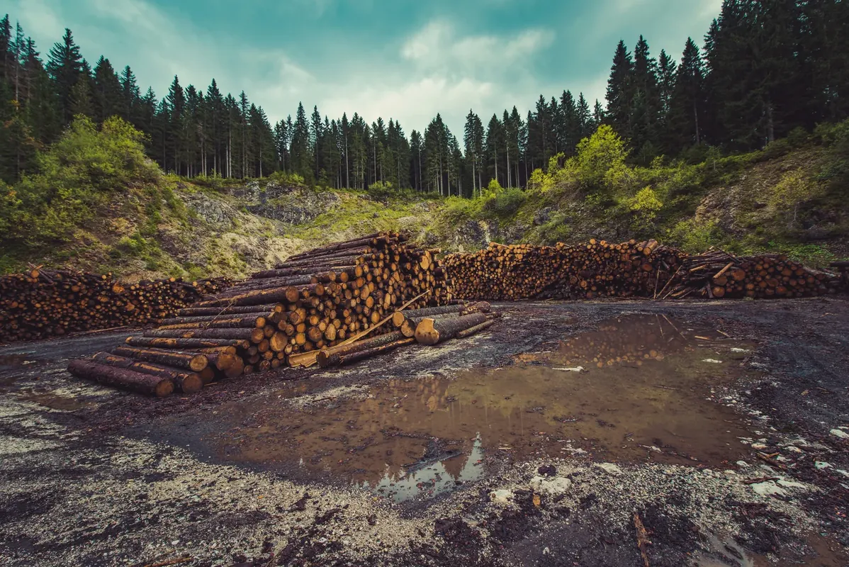 Fenntartható fakitermelés a gyakorlatban: mit jelent ez a napi munkában?